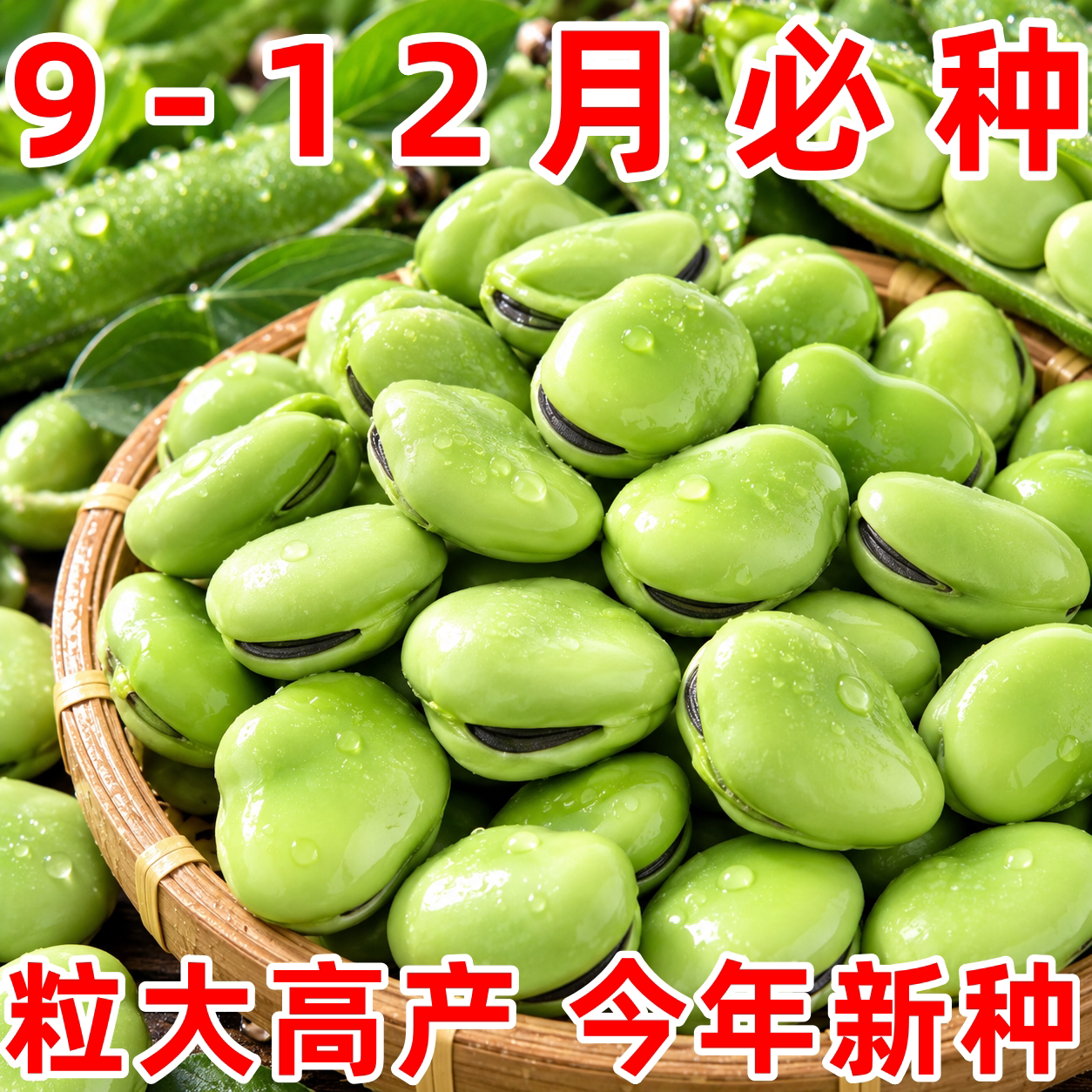 七星绿宝石蚕豆种子特大粒高产