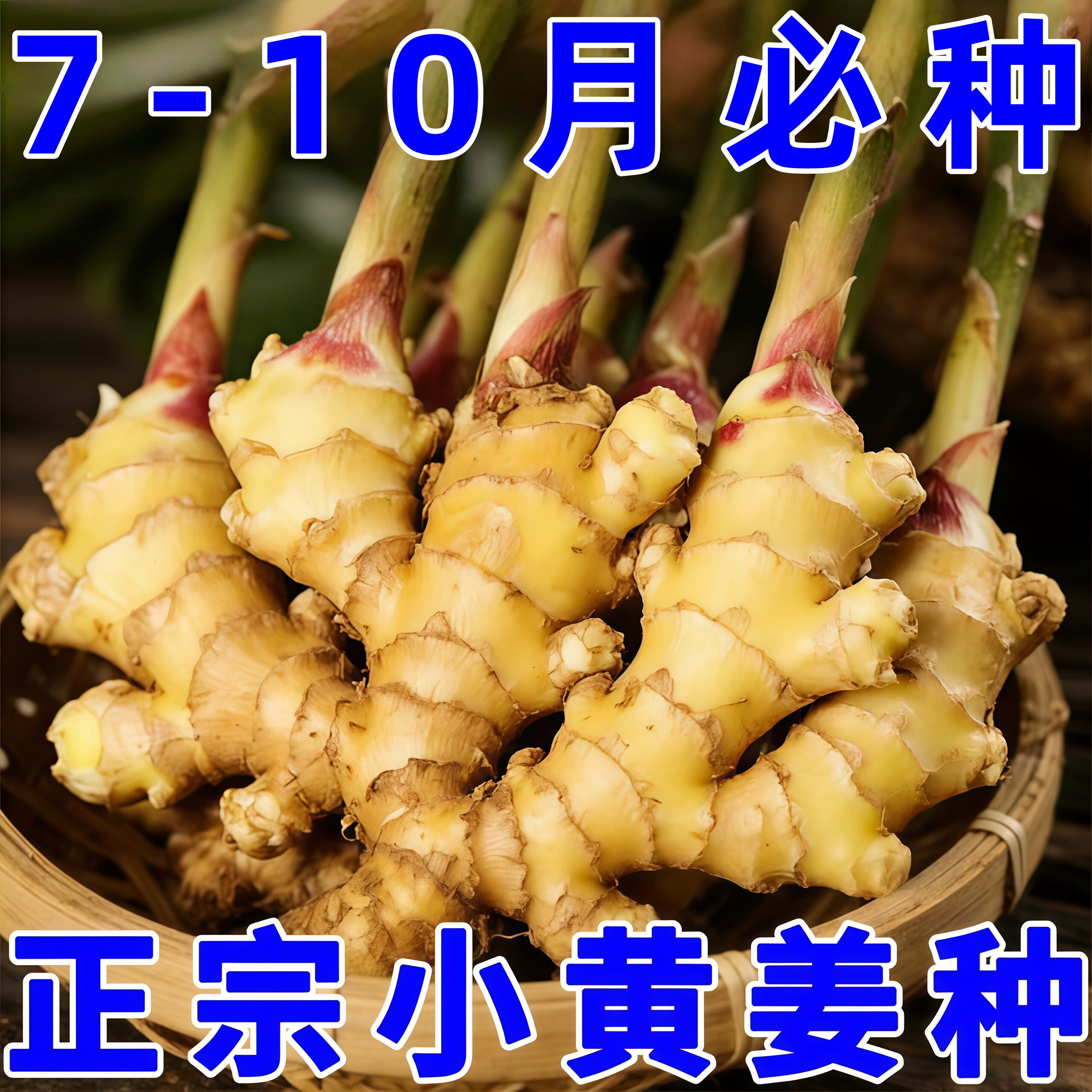 山东大姜带芽种子及种植苗图片