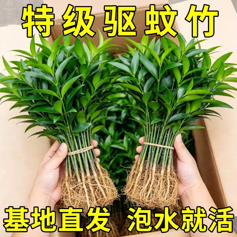 特大棵竹柏水培驱蚊四季常青