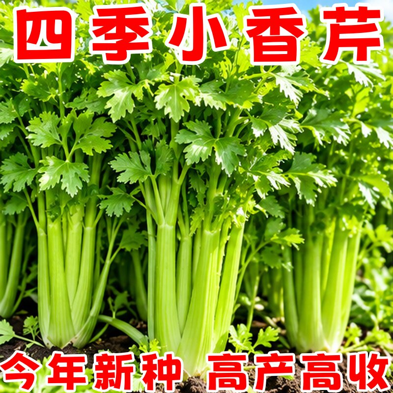 四季小香芹种子阳台盆栽耐热