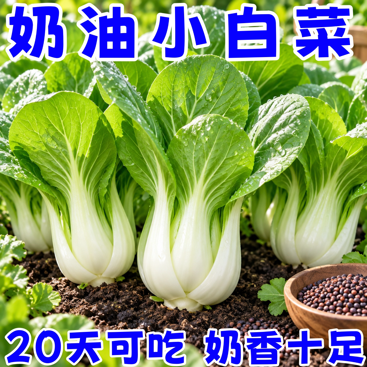四季奶油小白菜种子耐热耐寒速生