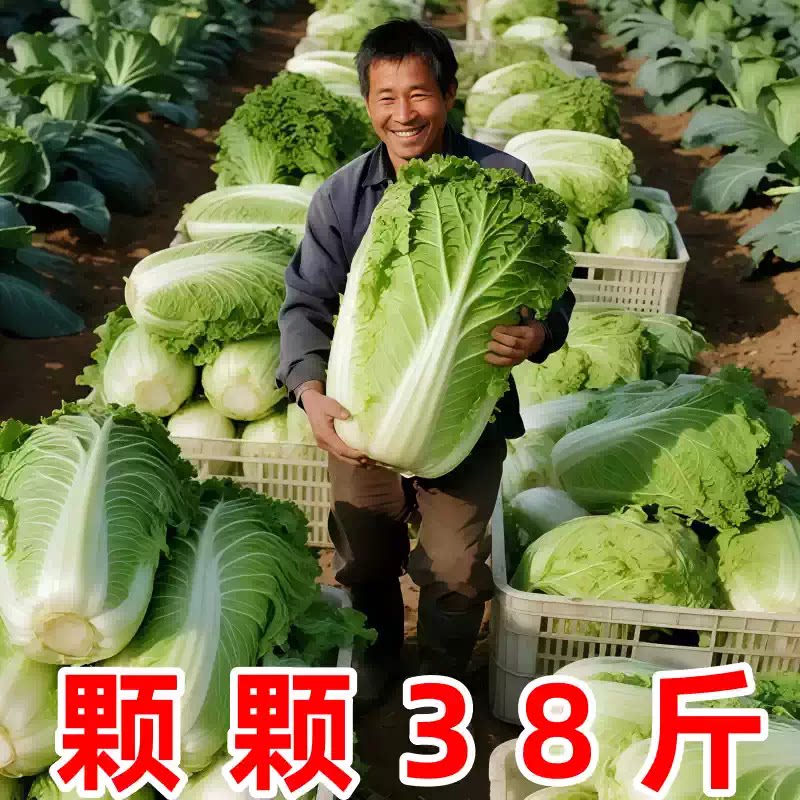 大白菜种子特大包心白菜种孑耐寒