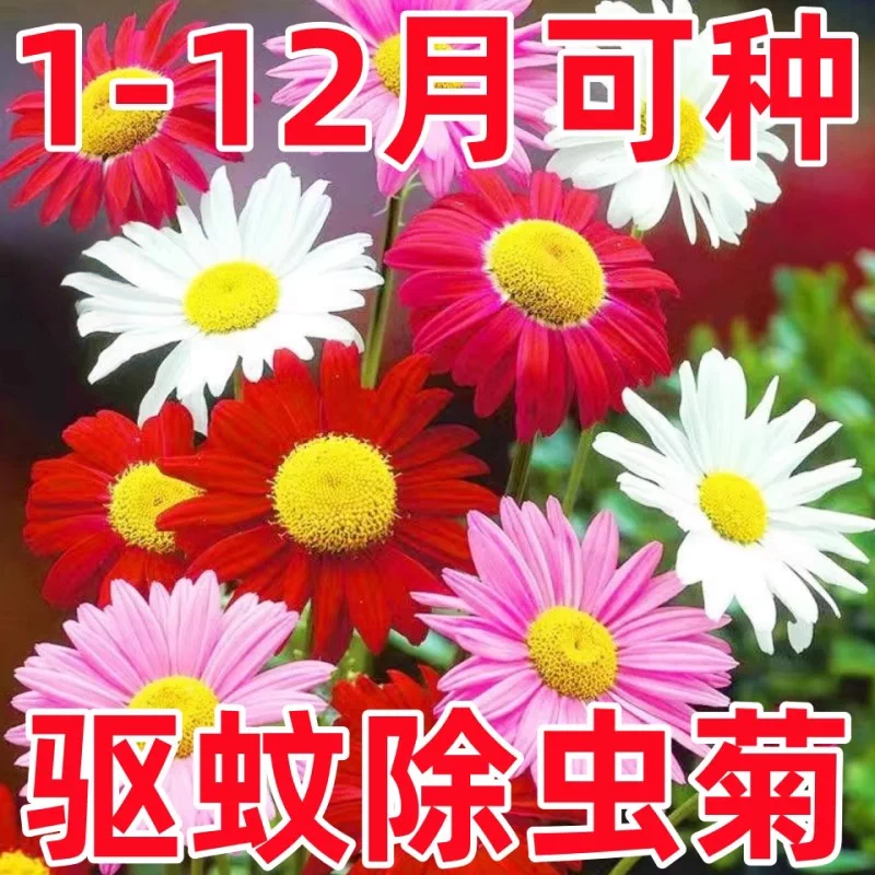 除虫菊驱蚊草种子阳台盆栽