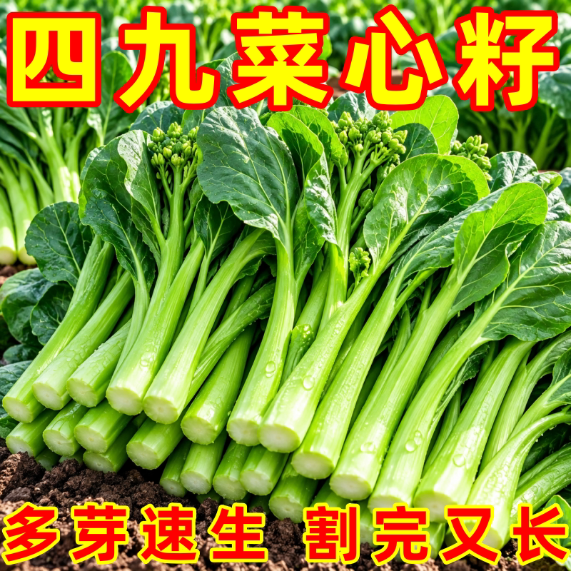 广东四九菜心种子四季播速生