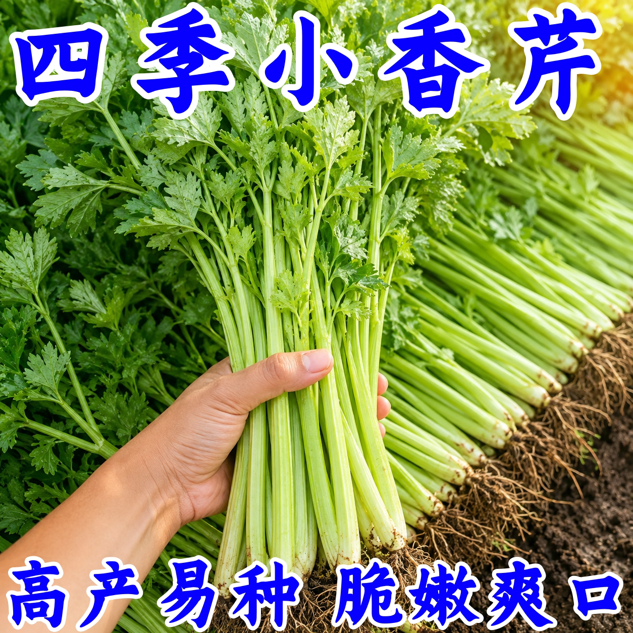 四季小香芹种子实心芹菜高产包邮