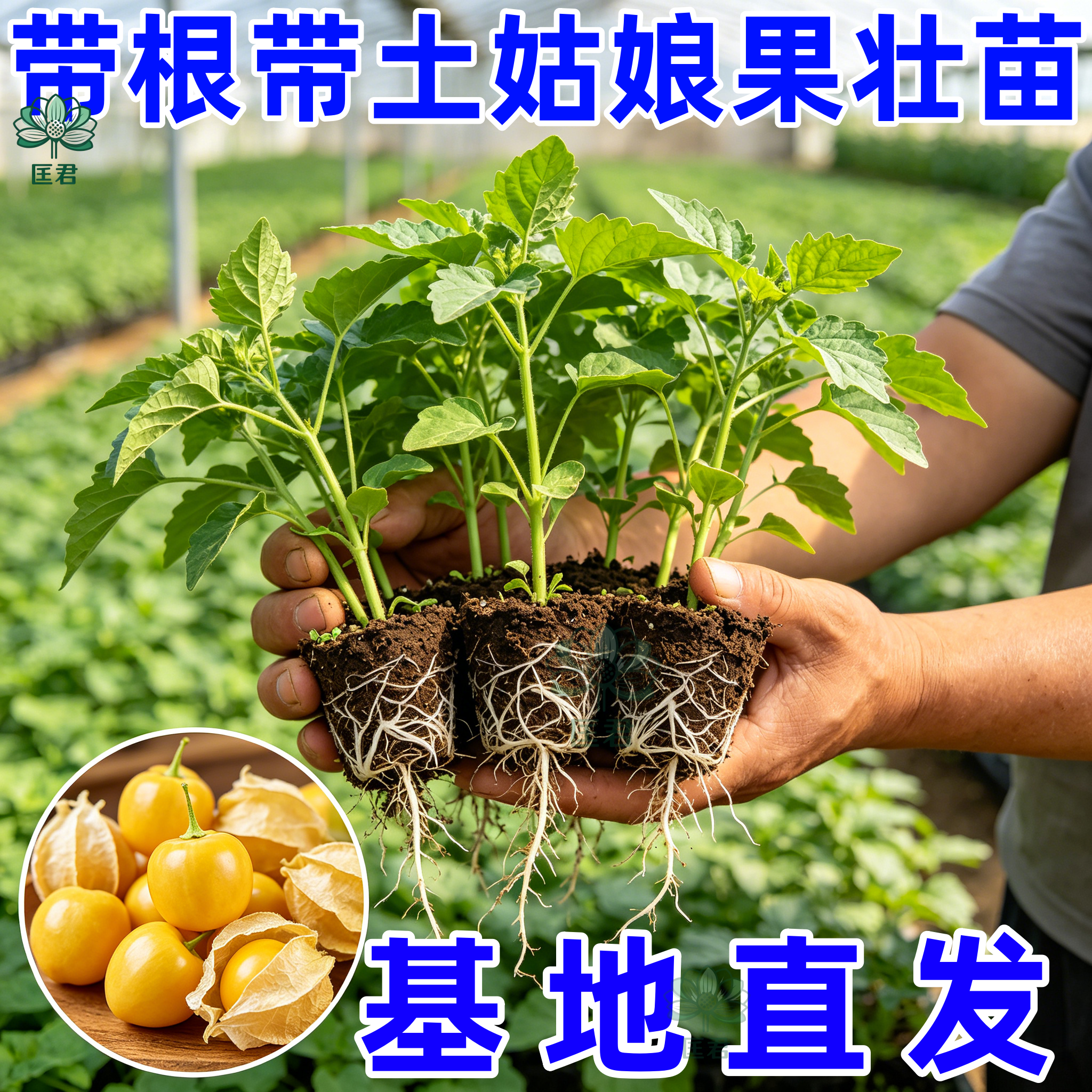 特甜超甜姑娘果苗秧带土球穴盘黄紫姑娘果种子籽春秋四季庭院盆栽