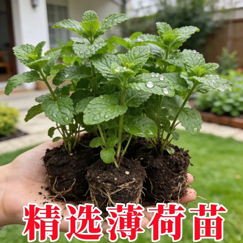 云南正宗老品种食用药用薄荷苗