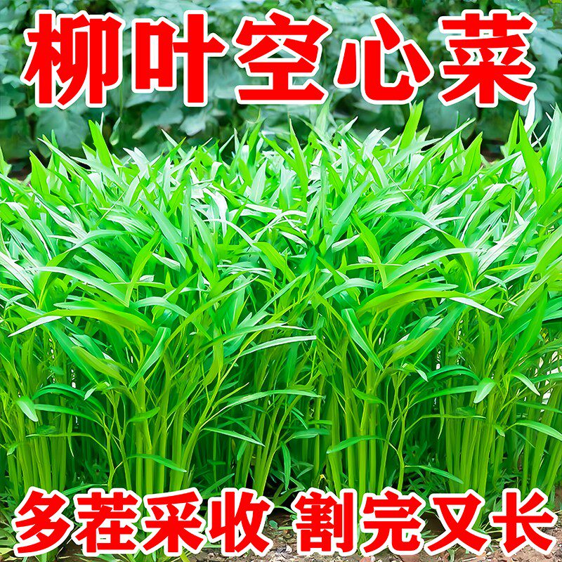 新种柳叶空心菜蕹菜种子耐高温