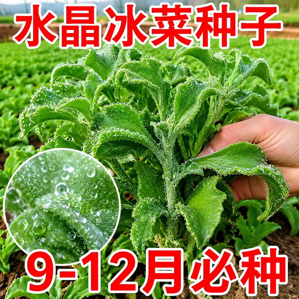 水晶冰菜种子四季易种高产高钙