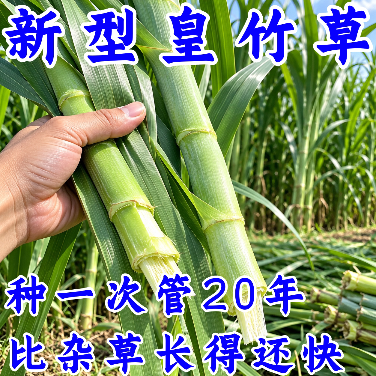 多年生双芽甜象草3号种节