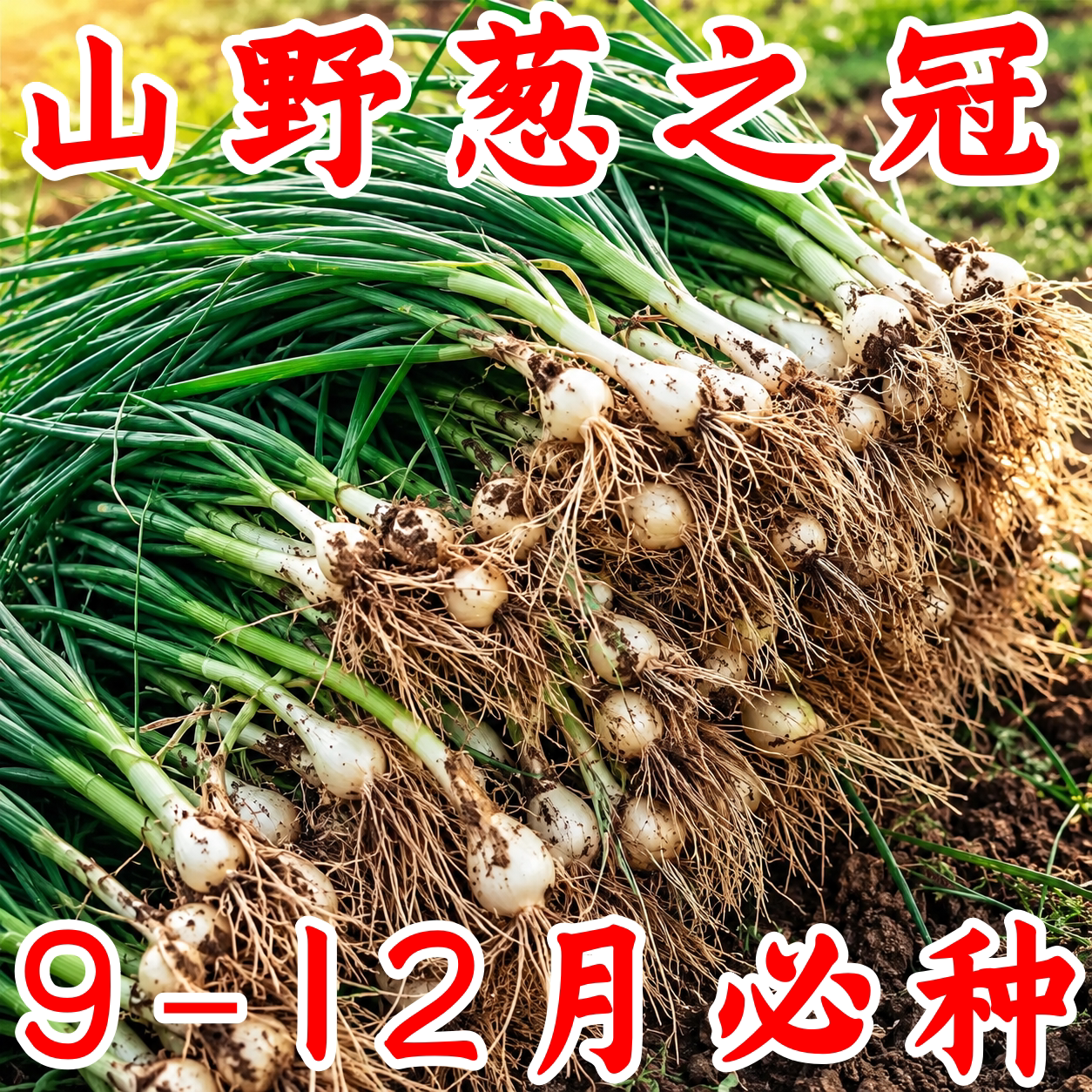 小根蒜野葱薤白种子四季阳台