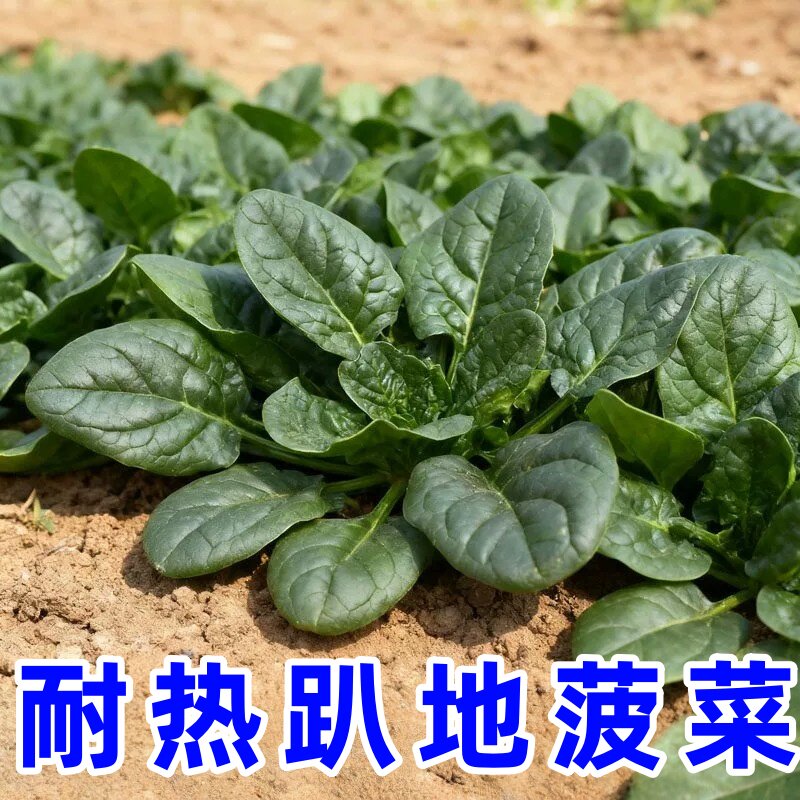 耐热耐抽苔菠菜种子四季可播