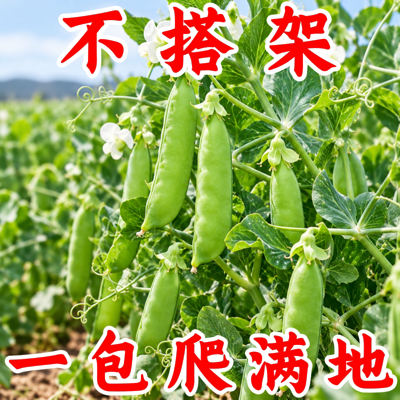 脆甜荷兰豆种子高产耐寒易种
