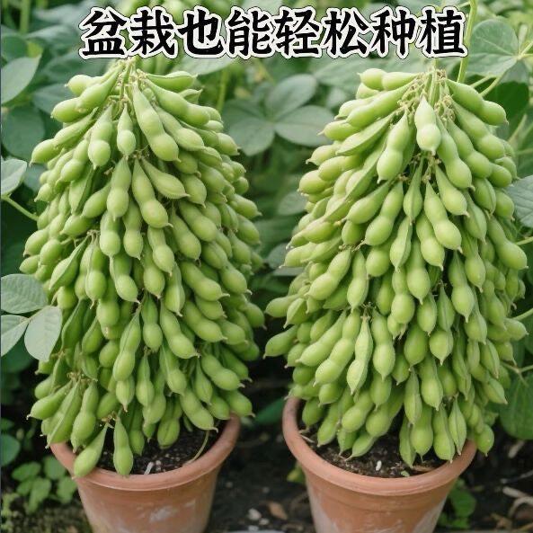 四季早熟高产大粒毛豆种子