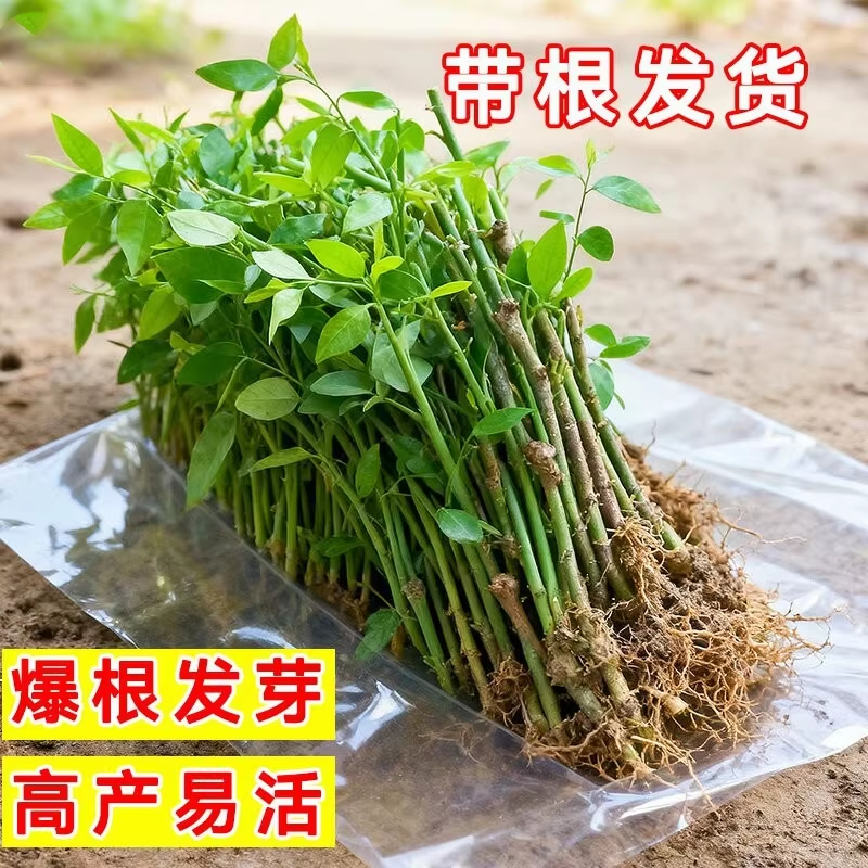 树仔菜菜苗海南野菜阳台盆栽