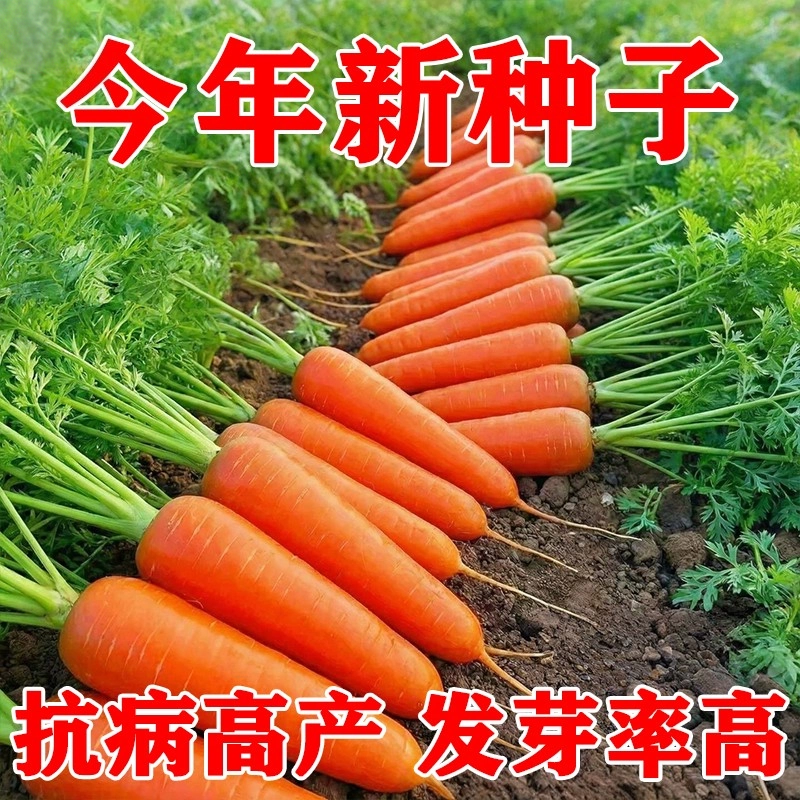 老品种红水果胡萝卜种子四季播