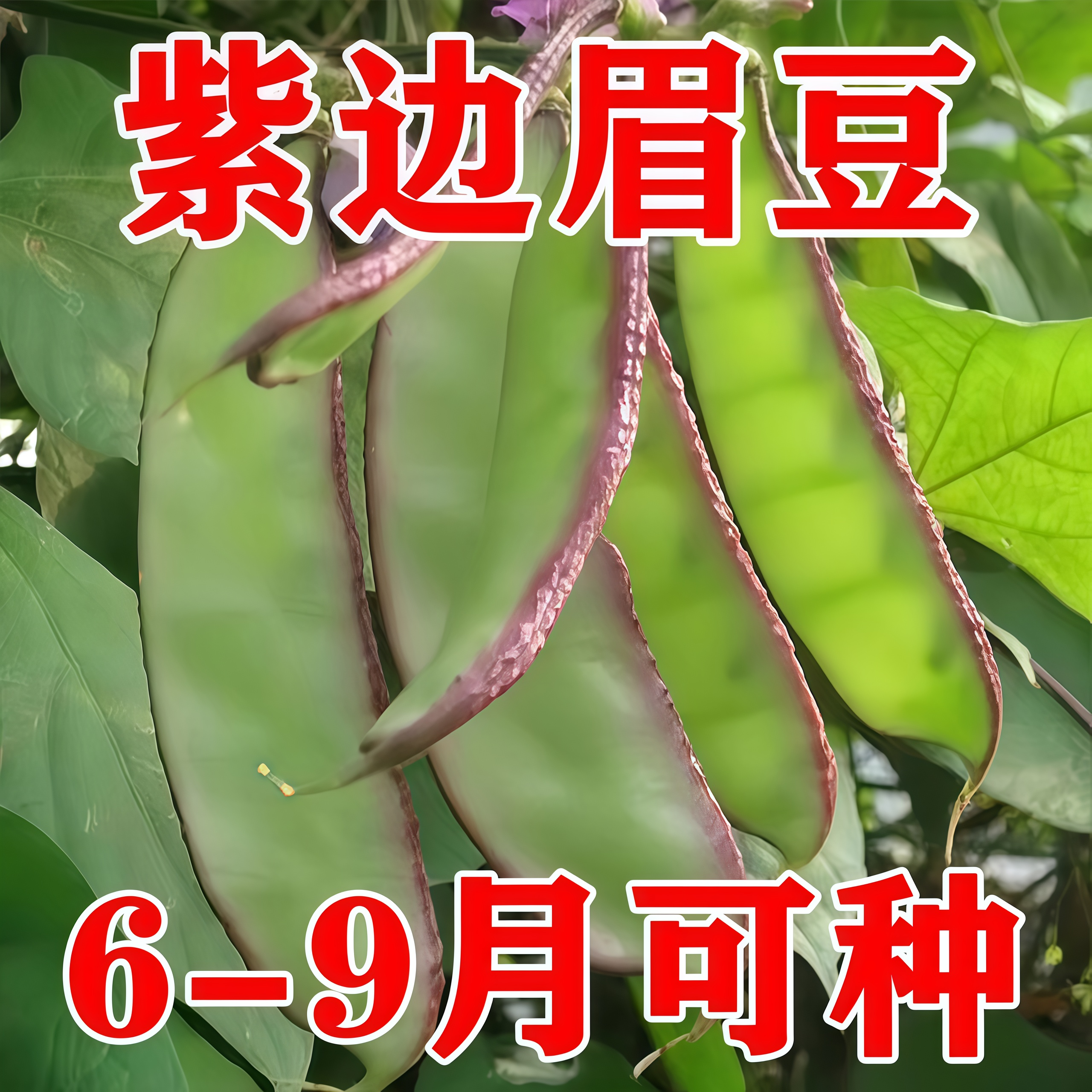 早熟高产耐寒四季播眉豆种子