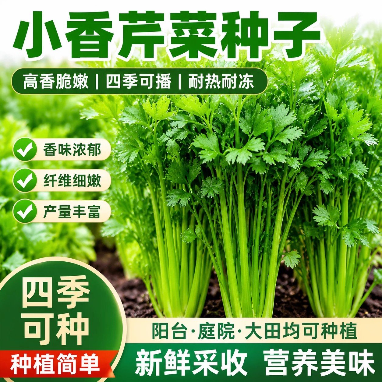 四季小香芹种子脆嫩清香庭院易种