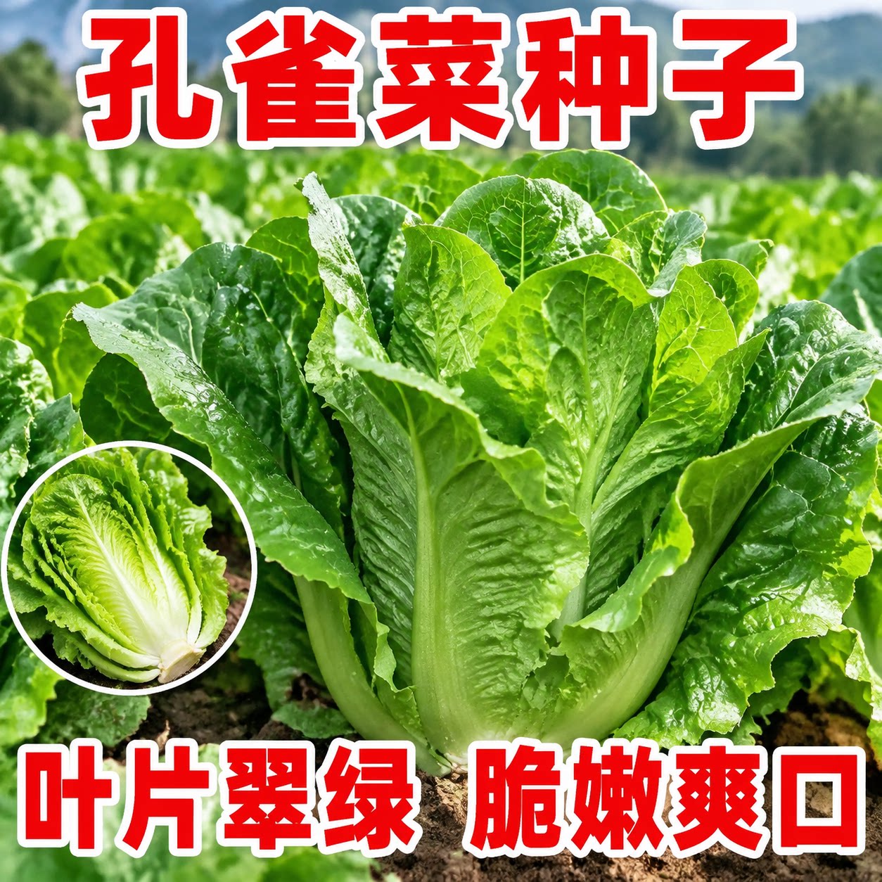 孔雀菜不生虫不打药脆甜种子