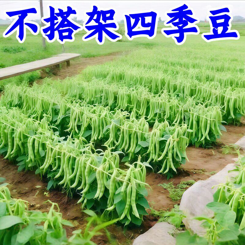 无架四季豆种子无筋地豆矮生不搭架四季阳台盆栽农家高产蔬菜种籽