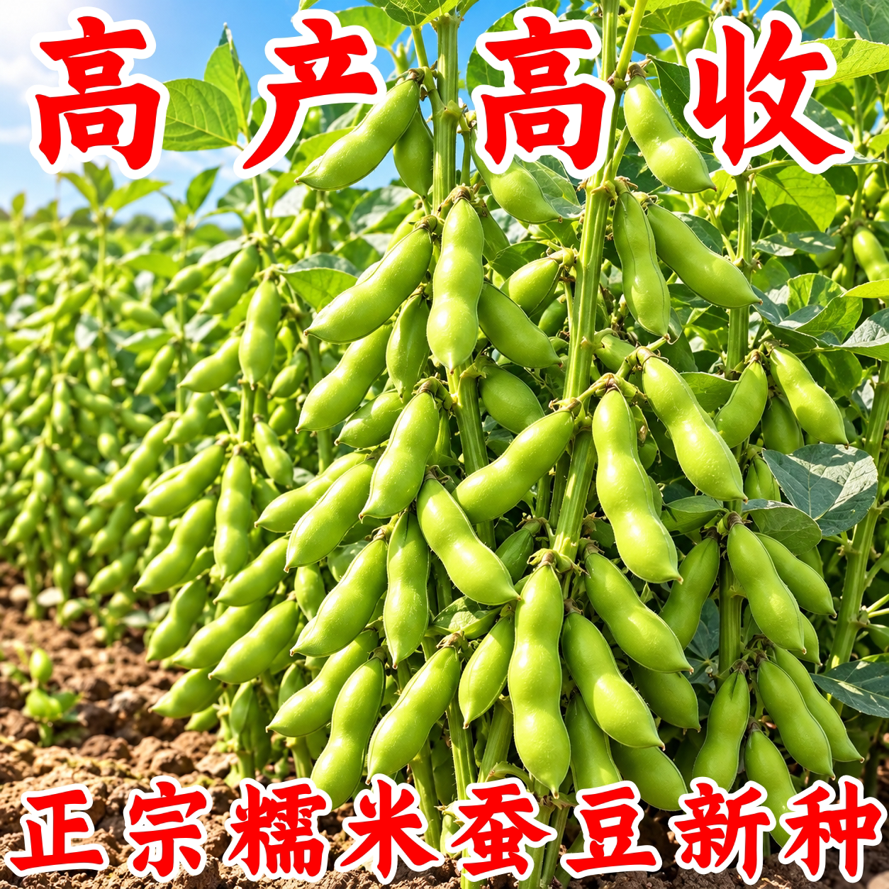 秋冬播耐寒高产大粒蚕豆种子