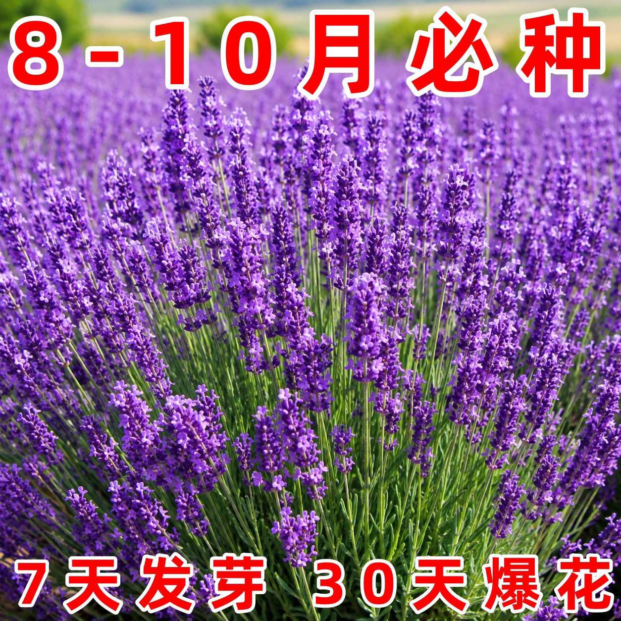 普罗旺斯薰衣草种子四季易活图片