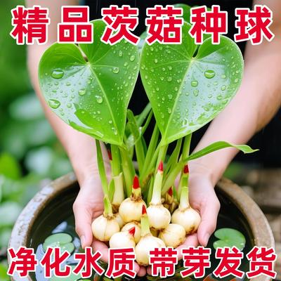 茨菇慈姑水生植物水培燕尾种苗池塘装饰花卉净化鱼缸水质慈菇水培