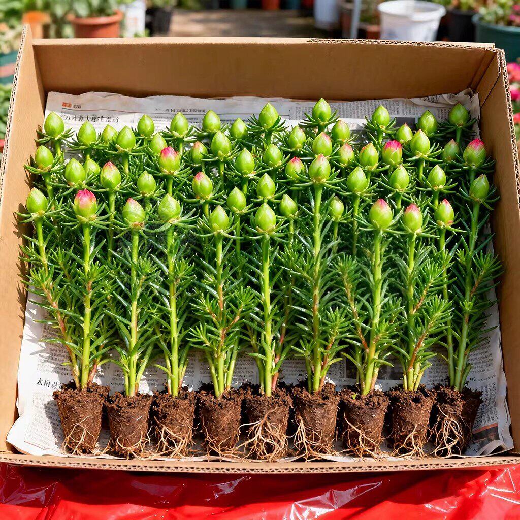 重瓣太阳花苗带根带苞易养盆栽