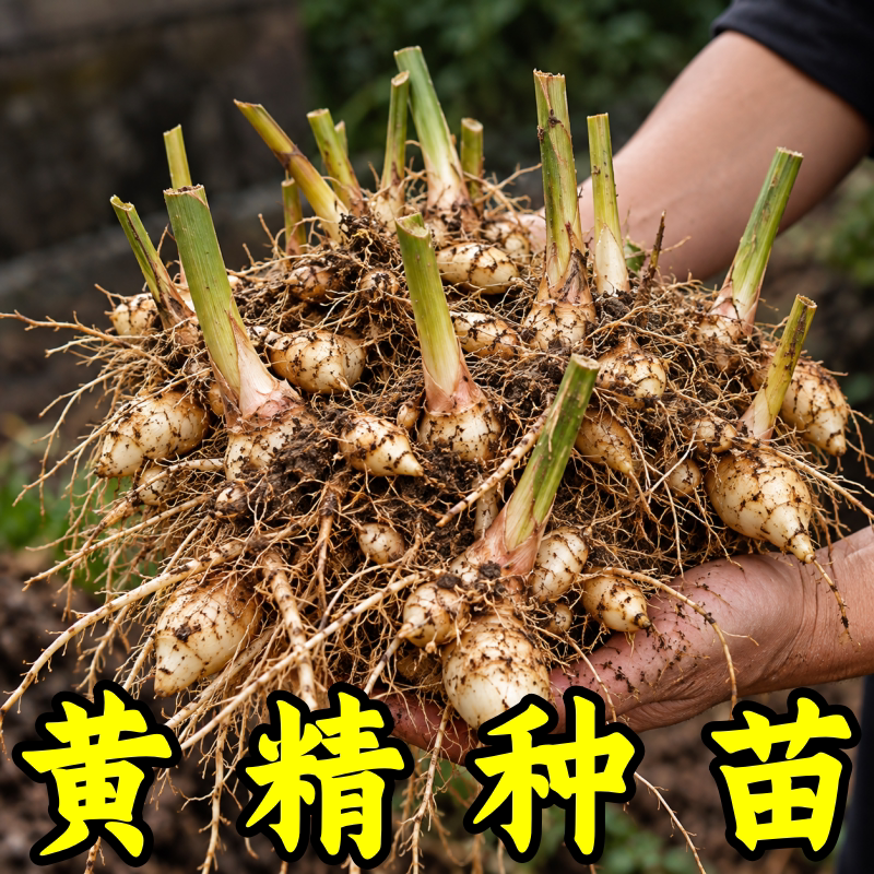 新鲜黄精多花老虎姜种植苗