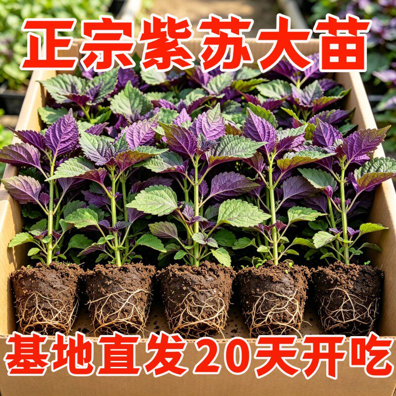 食用大叶紫苏幼苗带土四季盆栽