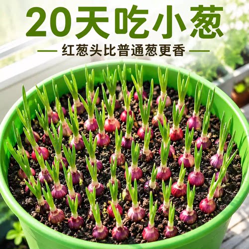四川红葱头盆栽极速发货四季播