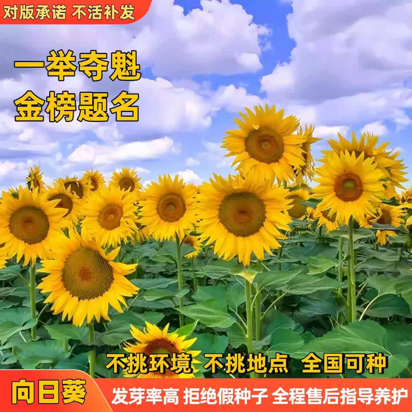 食用向日葵种子一举夺魁金榜题名四季播种易活阳台观赏葵花籽种籽