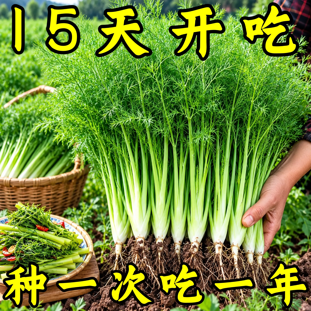 四季阳台可种小茴香种子