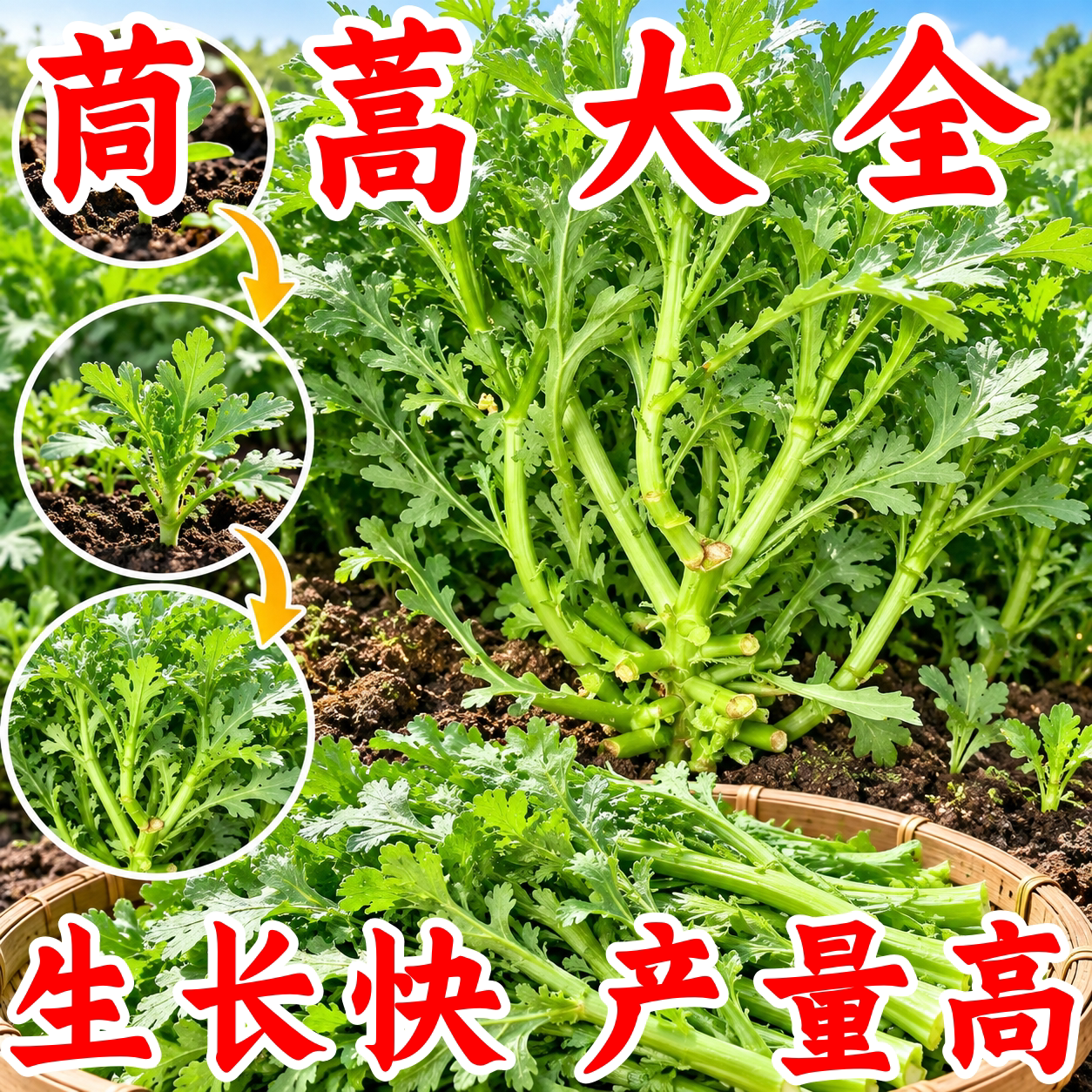 皇帝菜花叶茼蒿种子四季可播