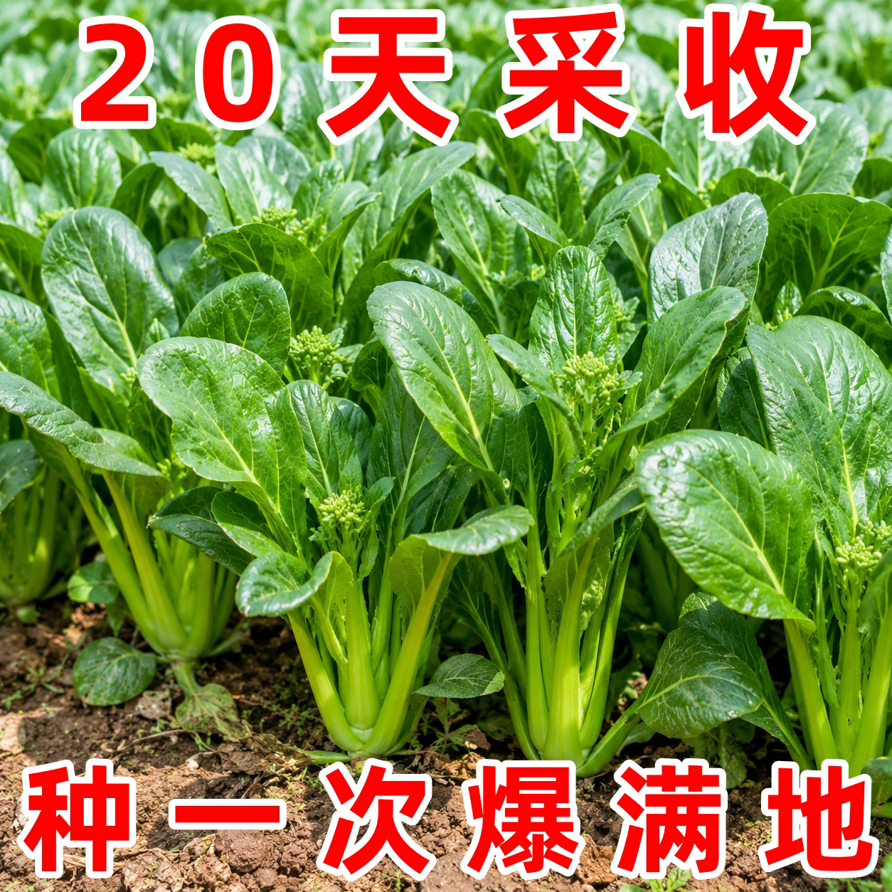 20天上桌早熟四九甜菜心种子