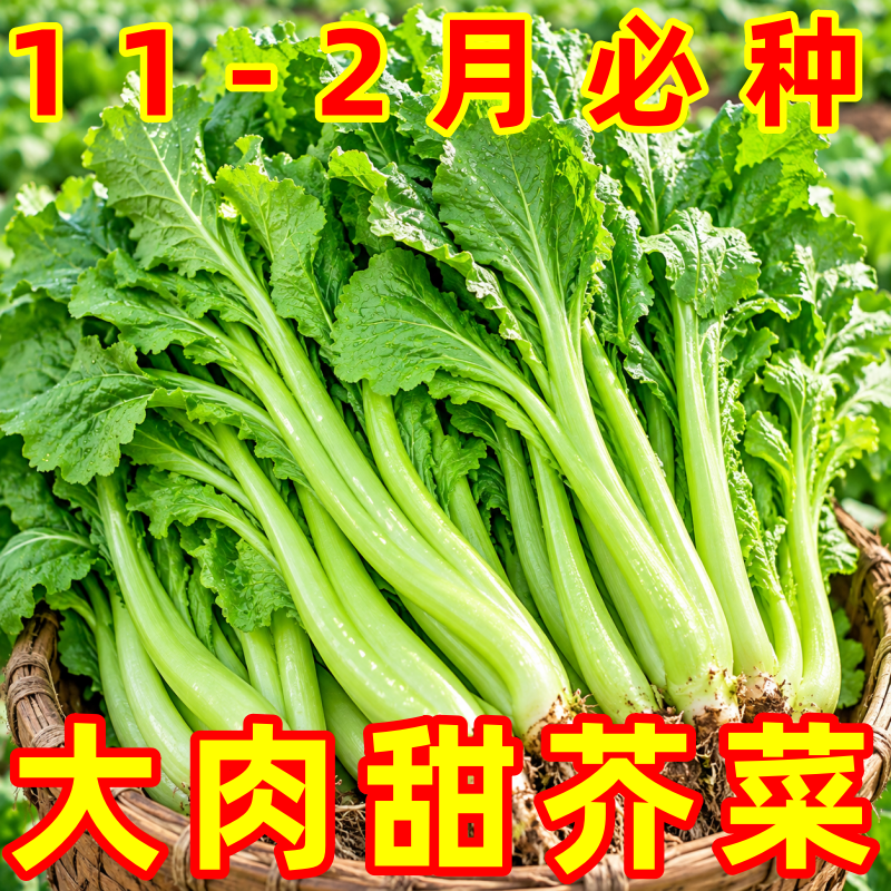 大叶甜芥菜种子四季耐热阳台盆栽