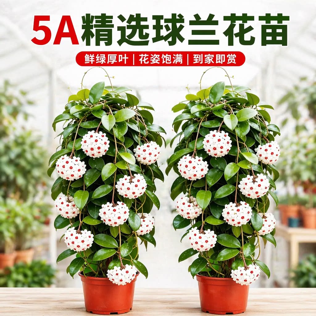 球兰大苗盆栽常绿多季开爬藤