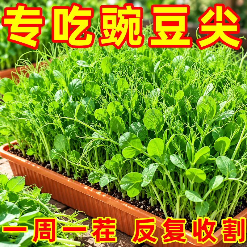 四川无须鲜嫩秋播耐寒豌豆尖种子