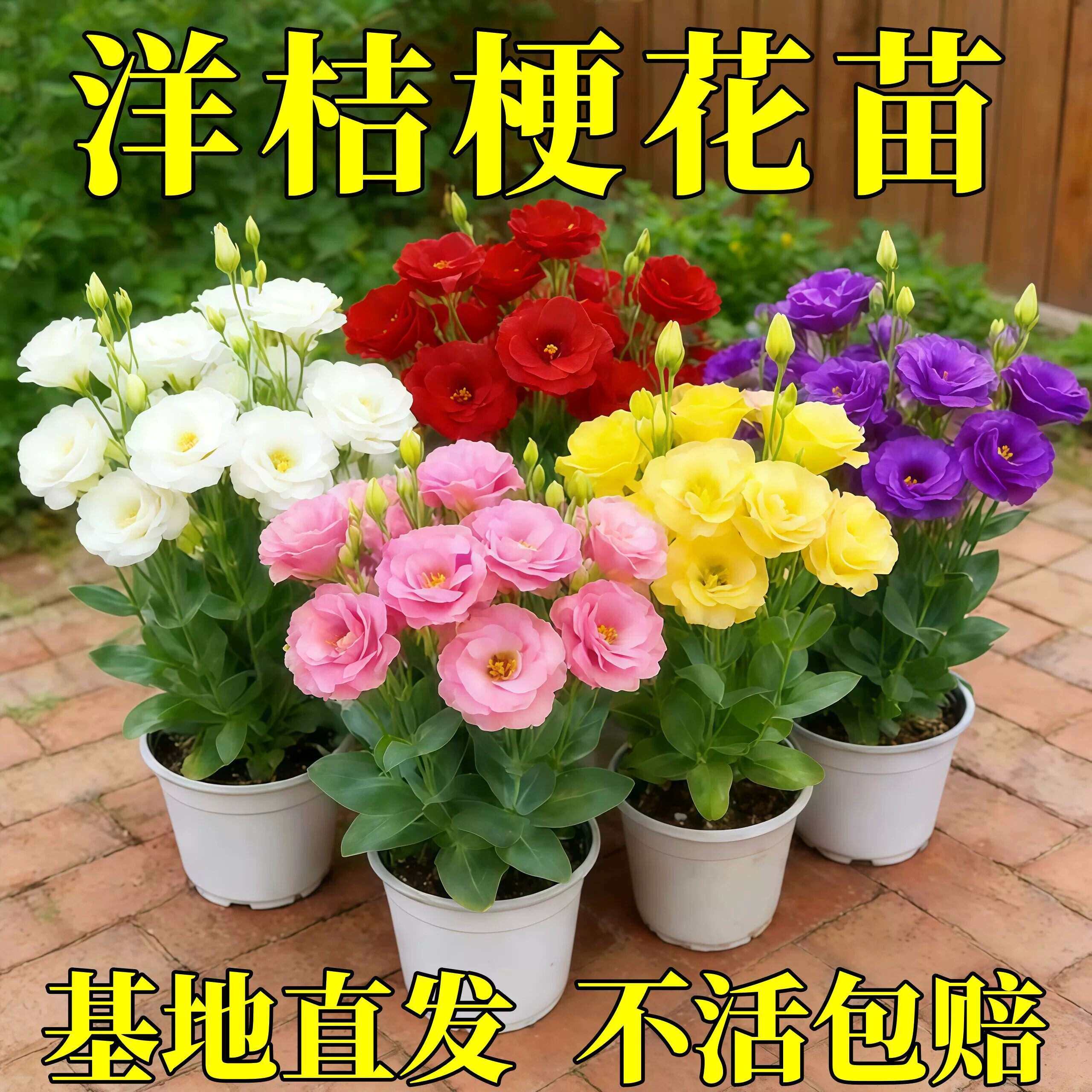云南重瓣洋桔梗花苗易养大花