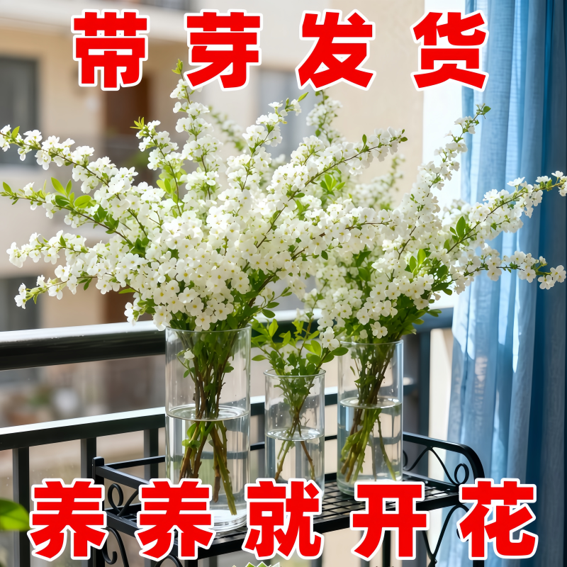 云南雪柳带花苞发货网红款