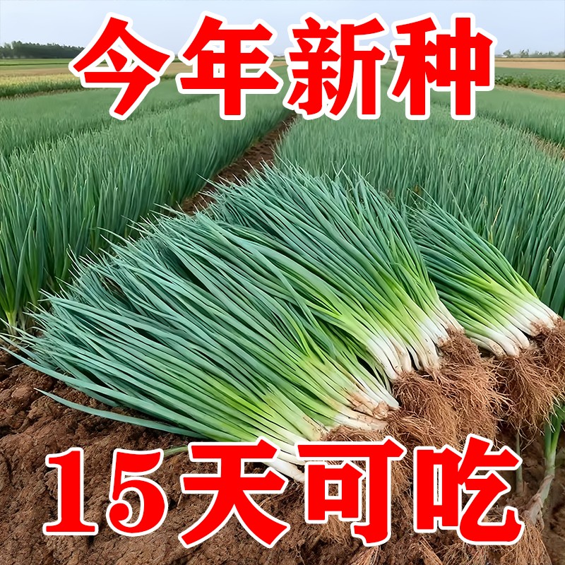 四季小香葱种子阳台盆栽