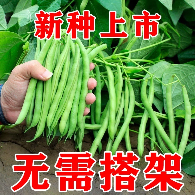 无架四季豆种子早熟无筋丝农家
