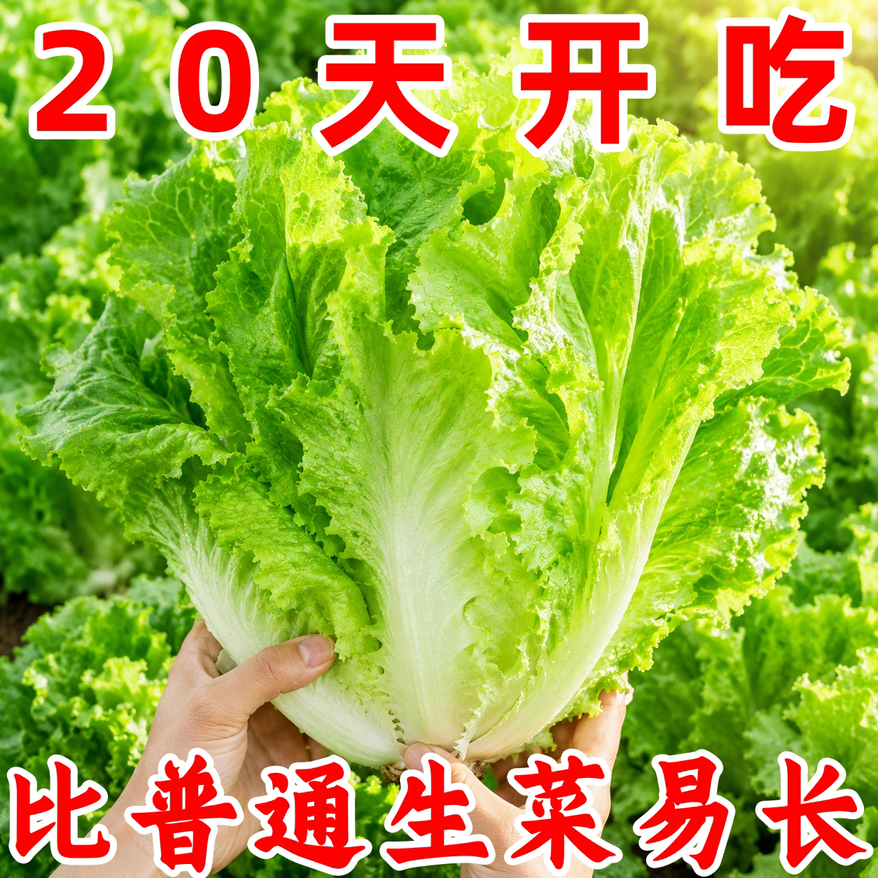 正宗甜脆意大利生菜种子