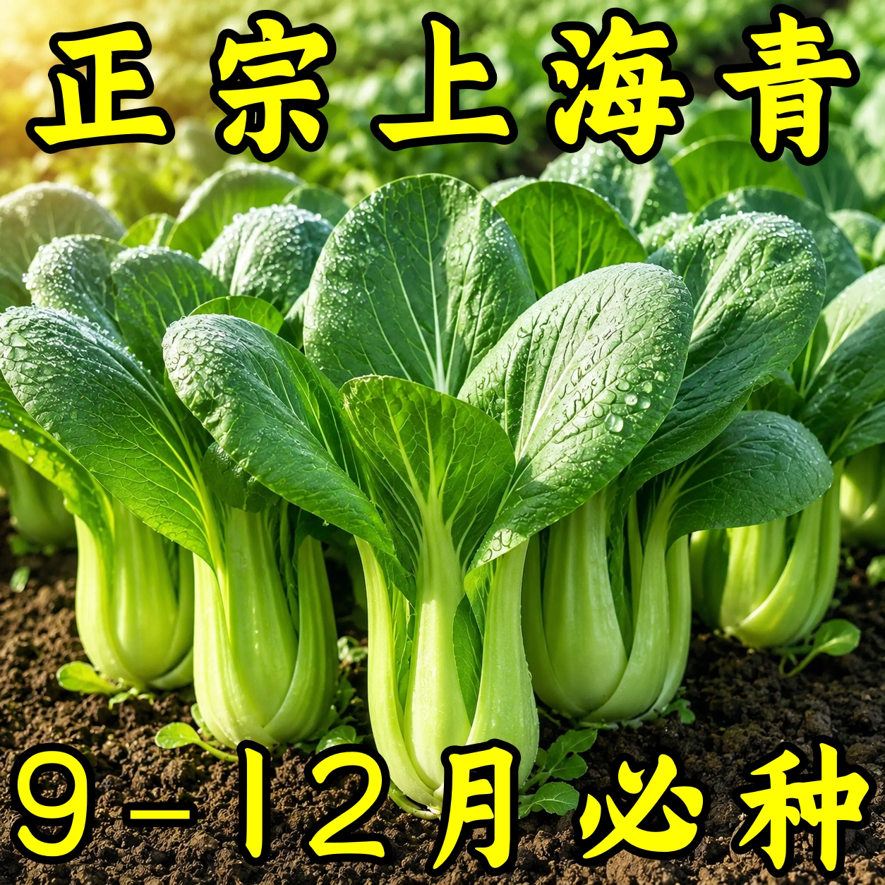 正宗上海青小青菜种子四季盆栽
