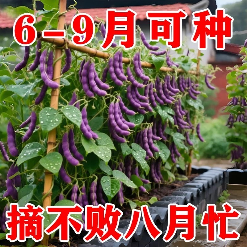 八月忙四季豆紫芸豆种子