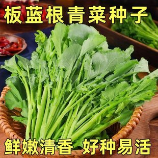 板蓝根种子青菜乌斯曼种板蓝根菘油1号籽种四季种植阳台蔬菜种孑