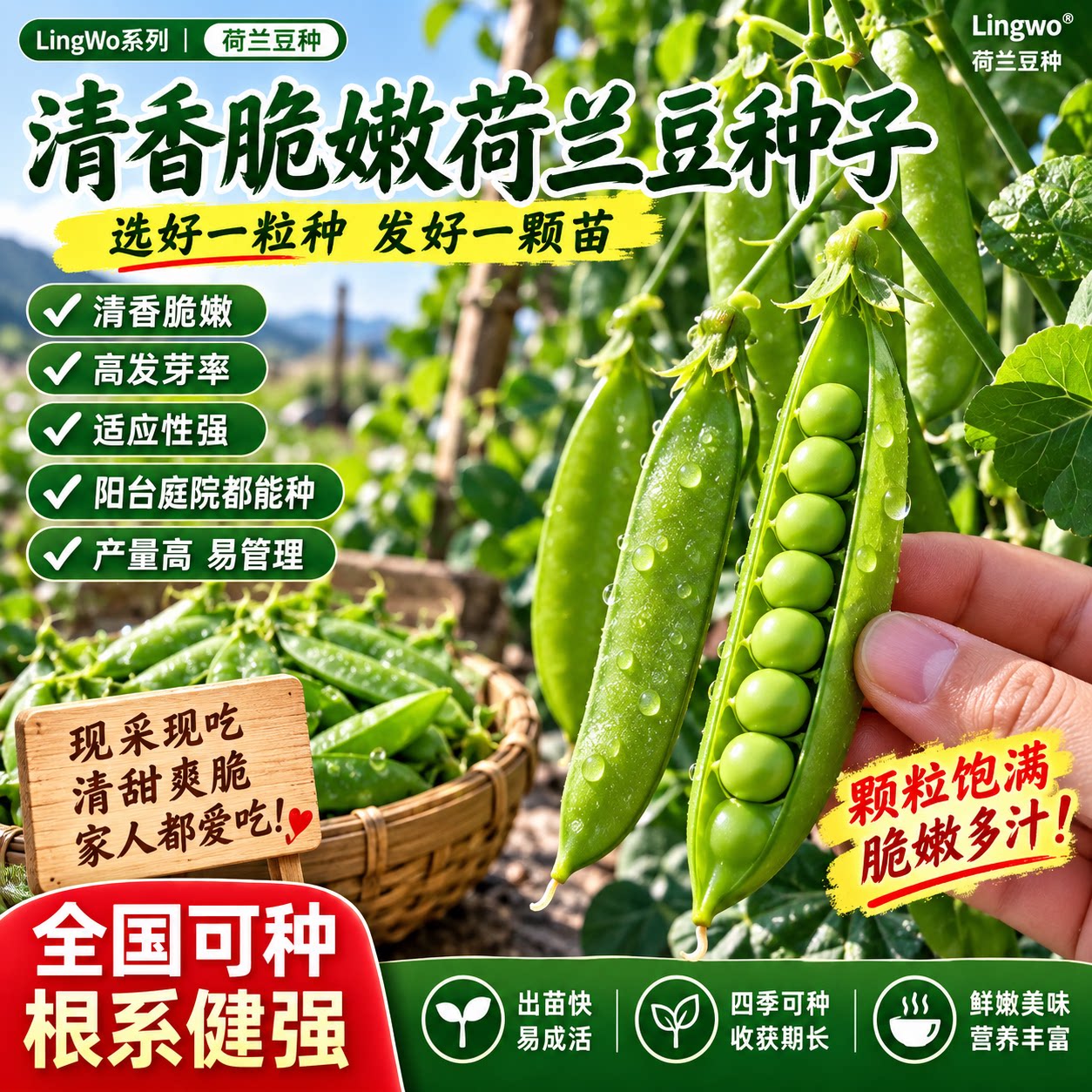耐寒高产甜荷兰豆种子