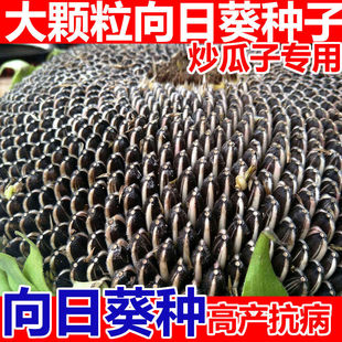 超级食用向日葵种孑大粒瓜子种籽向日葵种子高产蔬菜葵花籽种