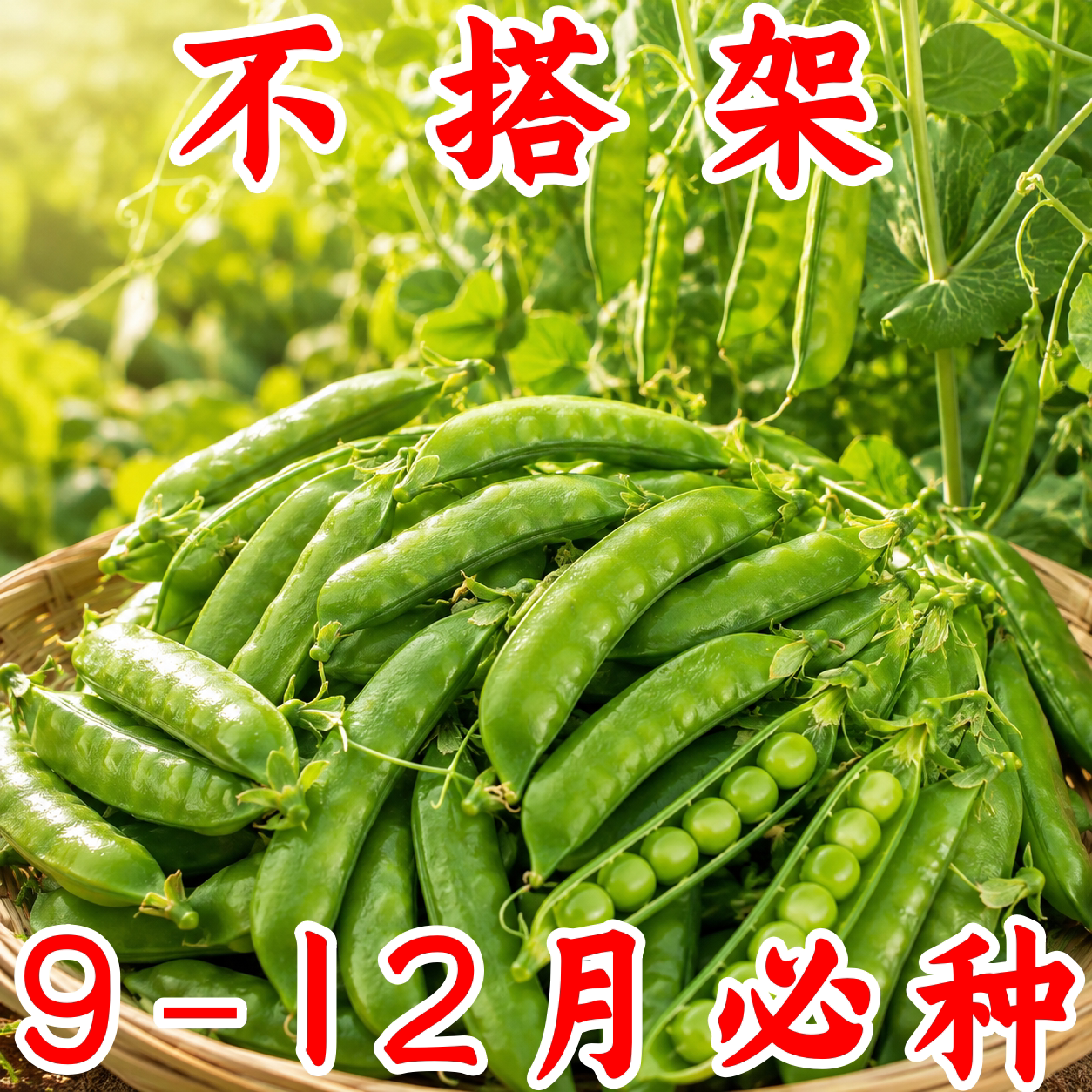甜脆荷兰豆种子高产耐寒秋冬播