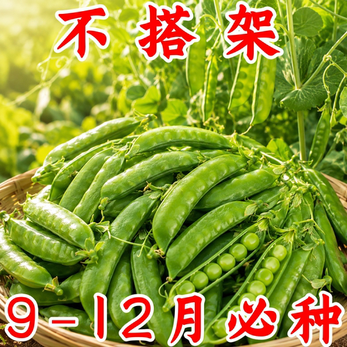 甜脆荷兰豆种子高产耐寒秋冬播